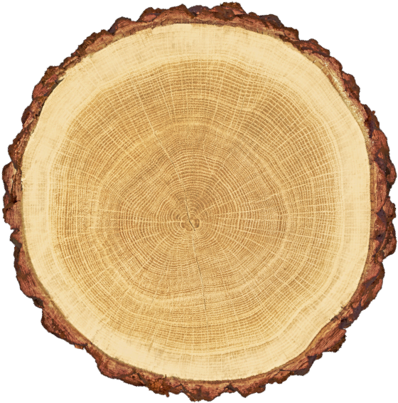 tree trunk cross section